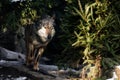 Close up on running wolf in the forest