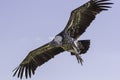 Close-up Ruppells griffon vulture in flight from below Royalty Free Stock Photo