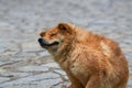 A close-up of a rural Chinese pastoral dog