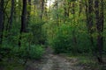 Close up. Rural scene. Morning spring forest. Trampled path leading into the distance into a green forest