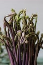 Close up of Ruscus aculeatus known as a butcher with red berries (pungitopo). Ruscus Aculeatus fresh sprouts