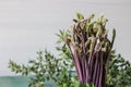 Close up of Ruscus aculeatus known as a butcher with red berries (pungitopo). Ruscus Aculeatus fresh sprouts