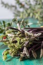 Close up of Ruscus aculeatus known as a butcher with red berries (pungitopo). Ruscus Aculeatus fresh sprouts