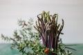 Close up of Ruscus aculeatus known as a butcher with red berries (pungitopo). Ruscus Aculeatus fresh sprouts