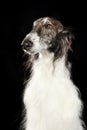 Russian wolfhound dog