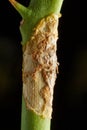 Close up Rust on branch of lime, Citrus canker on tree Royalty Free Stock Photo