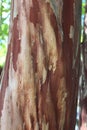 Close Up of the Rust and Cream Colored Bark of a Japanese Crepe Myrtle Tree Trunk