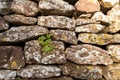 A close up of a rustic dry stone wall with a patch of green foliage Royalty Free Stock Photo