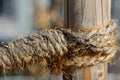 Close-up of a rustic hemp rope tied to a wooden stake to support a young tree Royalty Free Stock Photo