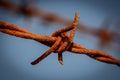 A close up a rusty barb of barbed wire Royalty Free Stock Photo