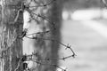 Close-up of a rusty barbed wire fence Royalty Free Stock Photo
