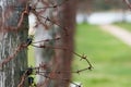 Close-up of a rusty barbed wire fence Royalty Free Stock Photo