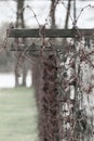 Close-up of a rusty barbed wire fence