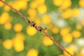 Close-up from a rusty barbed wire and a field with blooming buttercups and cow parsley in spring. Royalty Free Stock Photo