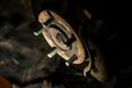 Close-up of Rusty Car Wheel Hub with Bolts in Dramatic Lighting Royalty Free Stock Photo