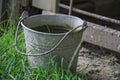 Close up of rusty iron bucket in grass in the garden. Dirty gray metallic bucket with garbage on barnyard at sunny day