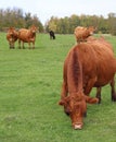 Orange cow eating grass in the madow with other cows in background