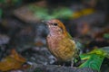 Close up of Rusty-naped Pitta Royalty Free Stock Photo