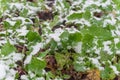 Top view close-up rutabaga plant with purple root large leaves freezing in winter time in Texas, USA Royalty Free Stock Photo