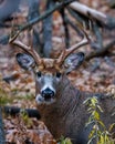 Close up of a rutting White-tailed Buck (Odocoileus virginianus) in autumn. Royalty Free Stock Photo