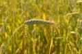 Close up of rye ear Royalty Free Stock Photo