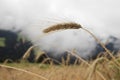 Close up of rye ear with water drops. Field of wheat after rain in a summer day. Misty hills in the background Royalty Free Stock Photo