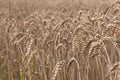 close up of rye ears, field of ripening rye in a summer day horizotal. Copy space, pattern, wallpaper, banner, cover Royalty Free Stock Photo