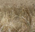 close up of rye ears, field of ripening rye in a summer day horizotal. Copy space, pattern, wallpaper, banner, cover Royalty Free Stock Photo