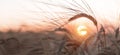 Close up of rye ears, field of ripening rye in a summer day Royalty Free Stock Photo