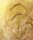 close up of rye ears, field of ripening rye in a summer day vertical. Copy space, pattern, wallpaper, banner, cover Royalty Free Stock Photo