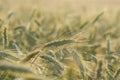 Close up of rye ears, field of rye in a summer day Royalty Free Stock Photo