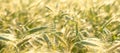 Close up of rye ears, field of rye in a summer day Royalty Free Stock Photo