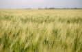 Close up of rye ears, field of rye in a summer day. Sunrise or sunset time. Royalty Free Stock Photo