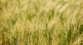 Close up of rye ears, field of rye in a summer day. Sunrise or sunset time. Royalty Free Stock Photo