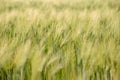 Close up of rye ears, field of rye in a summer day. Sunrise or sunset time. Royalty Free Stock Photo