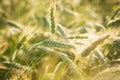 Close up of rye ears, field of rye in a summer day Royalty Free Stock Photo