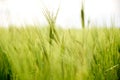 Close up of rye ears/spikes in a fresh, green field of crops, with natural sunset light, in Dobrogea, Tulcea, Romania. Royalty Free Stock Photo