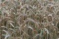 Close-up of maturing awns in the rye field Royalty Free Stock Photo