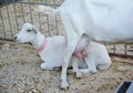 A close-up on saanen dairy breed goats with large udder which are raised for high milk production with 3-4 percent milk fat and