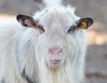 Close up of saanen goat on the farm Royalty Free Stock Photo