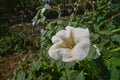 Close up of Sacred datura flower , India