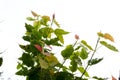 Close Up of Sacred Fig, Bodhi Tree or Ficus Religiosa in A Temple, Royalty Free Stock Photo