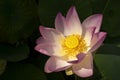 Close-Up of sacred Lotus flower Nelumbo nucifera Royalty Free Stock Photo