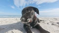 Close up of a sad black puppy dog with low ears abandoned on a white beach looking around for its family and master Royalty Free Stock Photo