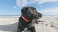 Close up of a sad black puppy dog with low ears abandoned on a white beach looking around for its family and master Royalty Free Stock Photo