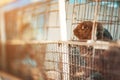 Sad imprisoned rabbit behind metal bar.