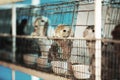 Sad imprisoned rabbit behind metal bar.