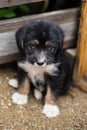 Close-up of Sad Little puppy in a wooden box is asking to be adopted with hope. Royalty Free Stock Photo