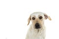 CLOSE UP OF A SAD OR SCARY DOG FACE, WITH YELLOW EYES AND FLAPP Royalty Free Stock Photo