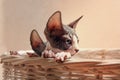 Close up Sad Sphynx Kitten Inside the Basket